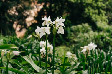 Eski adı Eucharis Amazonica olan urceolina amazonica 'nın taze beyaz çiçeklerinin yakın görüntüsü. Yüksek kalite fotoğraf