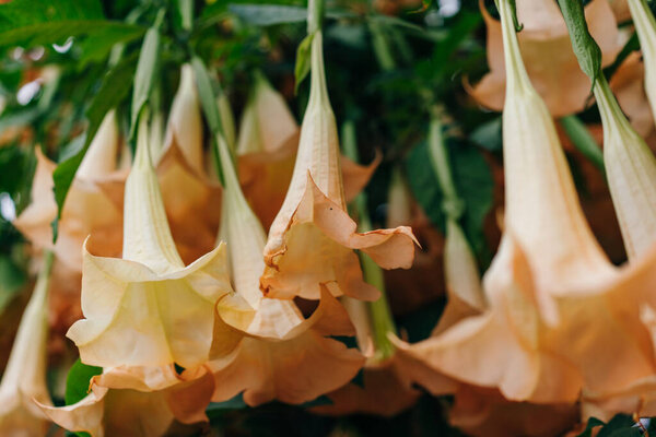 Golden Angel's Trumpet , Brugmansia aurea. High quality photo
