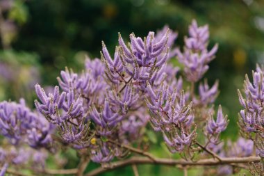 Çin astilbe rubrasını kapatın. Yüksek kalite fotoğraf