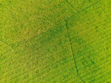 İtalya, Toskana 'daki güzel tarlalar. Yüksek kalite fotoğraf