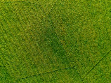 İtalya, Toskana 'daki güzel tarlalar. Yüksek kalite fotoğraf