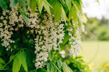 Wisteria floribunda, Alba veya White Delight, Salkımgiller (Felidae) familyasından bir bitki cinsidir. Yüksek kalite fotoğraf