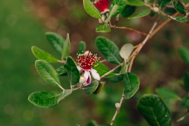 The Ananas-Guave, also known as Feijoa or Pineapple Guava. High quality photo clipart