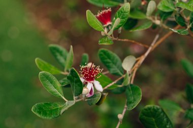Ananas-Guave, Feijoa ya da Pineapple Guava olarak da bilinir. Yüksek kalite fotoğraf
