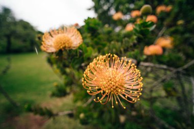 Closeup of Leucospermum cordifolium - Ornamental Pincushion. High quality photo clipart