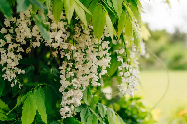 stock image Wisteria floribunda, Alba or White Delight, Wisteria is a genus of flowering plants. High quality photo