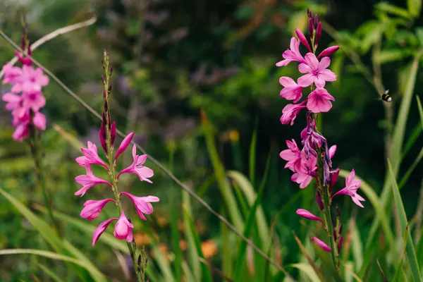 stock image Crocosmai, pink flowers green leaves in portugal. High quality photo