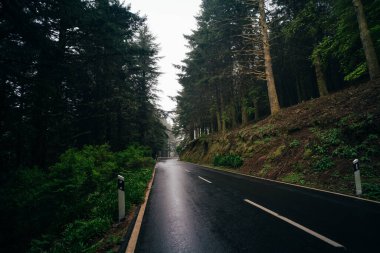 Ormanda yağmur üstüne yağmur. Yüksek kalite fotoğraf