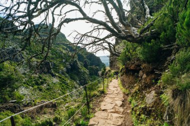 Madeira 'daki resimli taş iz halkla ilişkiler 1. Yüksek kalite fotoğraf