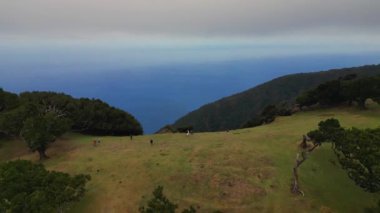 Fanal, Madeira 'dan gizemli defne ağaçları. Yüksek kalite 4k görüntü