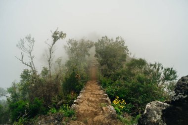 Levada do Norte, Madeira Adası, Portekiz 'de şelaleli sihirli sisli yeşil orman. PR17 Pinaculo ve Folhadal. Yüksek kalite fotoğraf