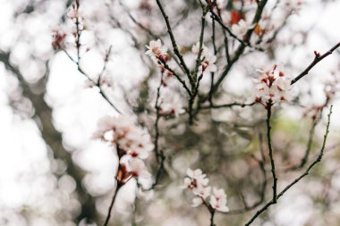 Juneberry Amelanchier lamarckii, ilkbahar çiçekleri. Yüksek kalite fotoğraf