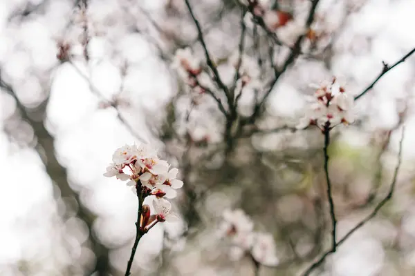 stock image Juneberry Amelanchier lamarckii, blooms of springtime. High quality photo