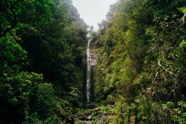Levada das 25 Fontes, Madeira adasının turist ve yerlileri arasında en popüler yürüyüş yollarından biridir. Yüksek kalite fotoğraf