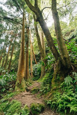 Okaliptüs ağacı izleri - sutro ormanı madeira portugal. Yüksek kalite fotoğraf