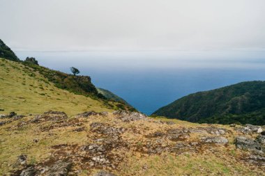 Portekiz 'in Madera Adası' ndaki mistik sisli Fanal Ormanı 'nda asırlık Laurissilva ağaçları. Yüksek kalite fotoğraf