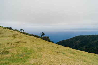 Portekiz 'in Madera Adası' ndaki mistik sisli Fanal Ormanı 'nda asırlık Laurissilva ağaçları. Yüksek kalite fotoğraf