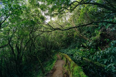 Portekiz 'in Asores adasındaki Levada manzarası. san miguel. Yüksek kalite fotoğraf