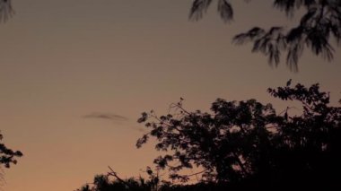Kuşlar gün batımında ağaçların etrafında uçarlar. Yüksek kalite 4k görüntü