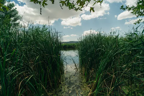 stock image Landscape of reed beds and wetlands in the protected natural area. High quality photo