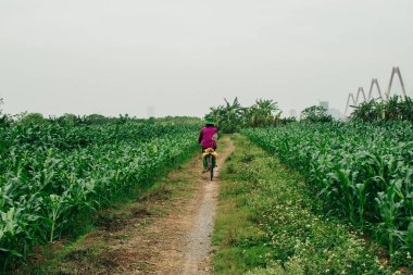 Güneşli bir günde Hanoi muz tarlaları. Yüksek kalite fotoğraf