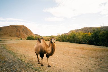 Moğolistan bozkırlarında Bactrian devesi. Bir göçebeyi taşımak için doğru. Yüksek kalite fotoğraf