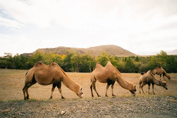 stock image Bactrian camel in the steppes of Mongolia. True to transport a nomad. High quality photo