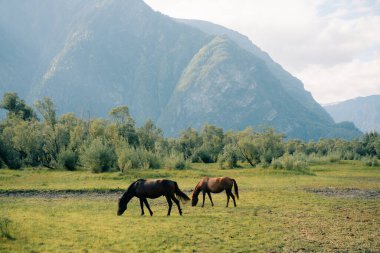 Güneşli bir yaz gününde bir at sürüsü Altai dağlarında otlar. - Rusya. Yüksek kalite fotoğraf