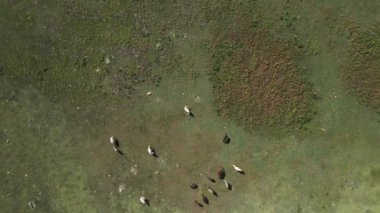 Güneşli bir yaz gününde bir at sürüsü Altai dağlarında otlar. - Rusya. Yüksek kalite fotoğraf