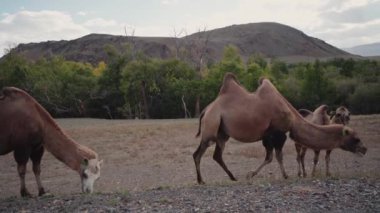 Moğolistan bozkırlarında Bactrian devesi. Bir göçebeyi taşımak için doğru. Yüksek kalite fotoğraf