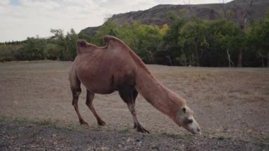 Moğolistan bozkırlarında Bactrian devesi. Bir göçebeyi taşımak için doğru. Yüksek kalite fotoğraf