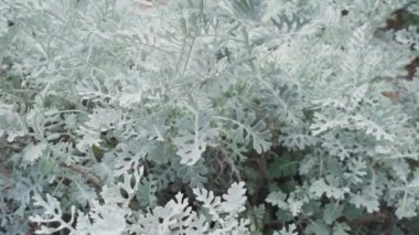 Jacobaea maritima yeşilliğinin detaylı görüntüsü. Yüksek kalite 4k görüntü