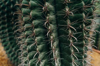 Bahçede büyüyen ince dikenli dikenli dikenli yeşil kaktüslere yakın. Yüksek kalite fotoğraf