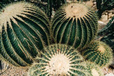 Bahçede büyüyen ince dikenli dikenli dikenli yeşil kaktüslere yakın. Yüksek kalite fotoğraf