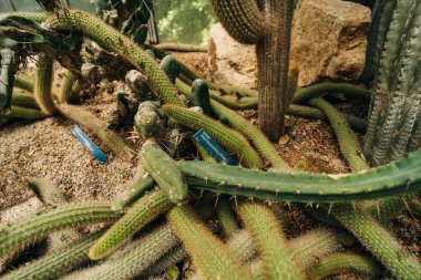 Rattail Kaktüsü Aporocactus flagelliforis veya Disocactus flagelliforis. Yüksek kalite fotoğraf
