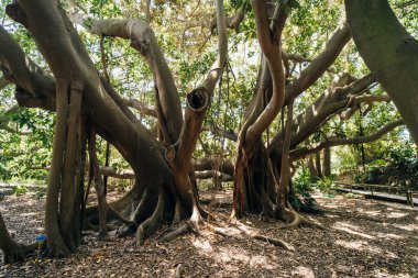 Giant Ficus Benjamin in Botanic Garden Jardin Botanico, sardegna , italy. High quality photo clipart