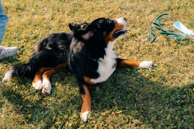 Bernese Dağ Köpeği orman parkında duruyor. Yüksek kalite 4k görüntü