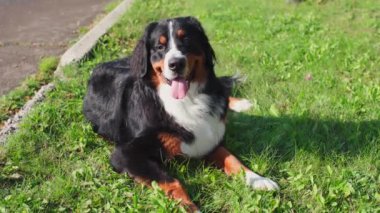 Bernese Dağ Köpeği orman parkında duruyor. Yüksek kalite 4k görüntü