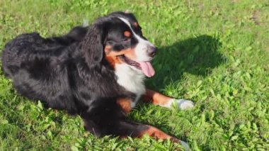 Bernese Dağ Köpeği orman parkında duruyor. Yüksek kalite 4k görüntü