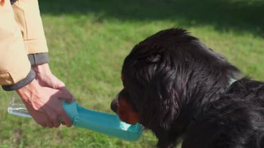 Bernese Dağ Köpeği portatif mavi bir kaseden su içer. - Evet. Yüksek kalite 4k görüntü
