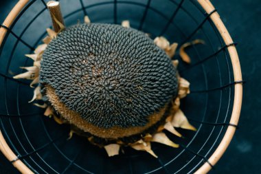  Masada kurumuş büyük çekirdek başları olan ayçiçeği. Yüksek kalite fotoğraf