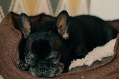 Yaşlı Fransız Bulldog yerde uzanıyor ve esniyor. Köpek uykulu hissediyor. Yüksek kalite fotoğraf