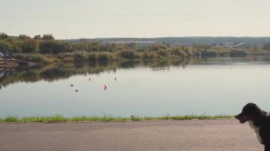 Sahibi köpeğini göl kenarında gezdirir. Yüksek kalite 4k görüntü