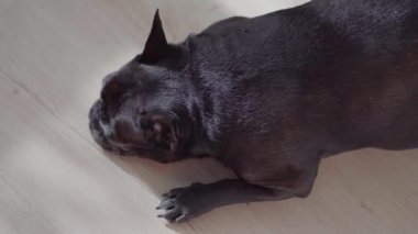Yaşlı Fransız Bulldog yerde uzanıyor ve esniyor. Köpek uykulu hissediyor. Yüksek kalite fotoğraf