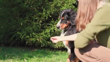 Sahibi köpek spanyel 'i elle, açık havada okşar. Yakından bir köpek sahibinin yanında oturuyor. İnsan hayvan dostluğunu kavra. Yüksek kalite 4k görüntü