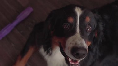 Bernese Dağ Köpeği içeride oyuncaklarla oynuyor. Sevimli hayvan. Yüksek kalite 4k görüntü