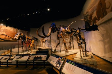 Chicago, OCT 4 2024 Saha Müzesi 'nin iç manzarası. Yüksek kalite fotoğraf