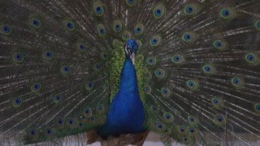 Bir tavus kuşunun çarpıcı yakın çekimi, pavo cristalus, ayrıntılı göz benekleriyle enfes, canlı tüylerini gösteriyor. Yüksek kalite 4k görüntü