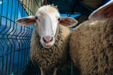 sheep in a pen in Turkey. High quality photo clipart