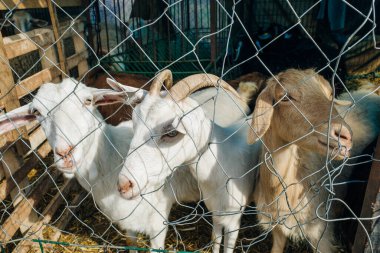 Keçi, metal çitlerin arasından burnunu sokuyor. Yüksek kalite fotoğraf